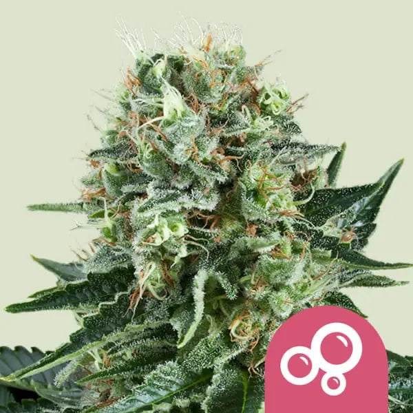 Royal Queen Seeds I Bubble Kush