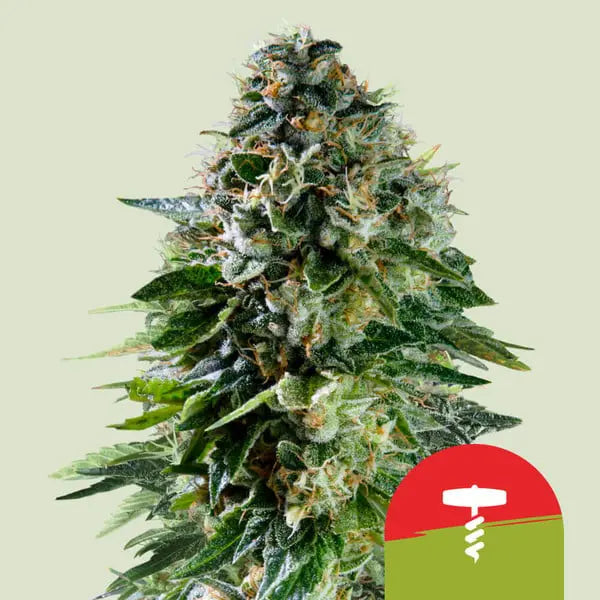 Royal Queen Seeds I Tyson Auto Corkscrew