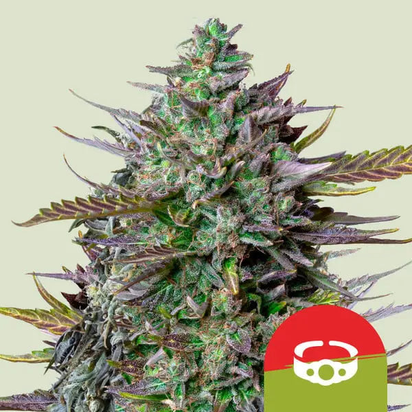 Royal Queen Seeds I Tyson Auto Goat’lato
