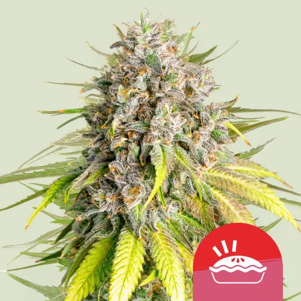 Royal Queen Seeds I Tyson Punch Pie