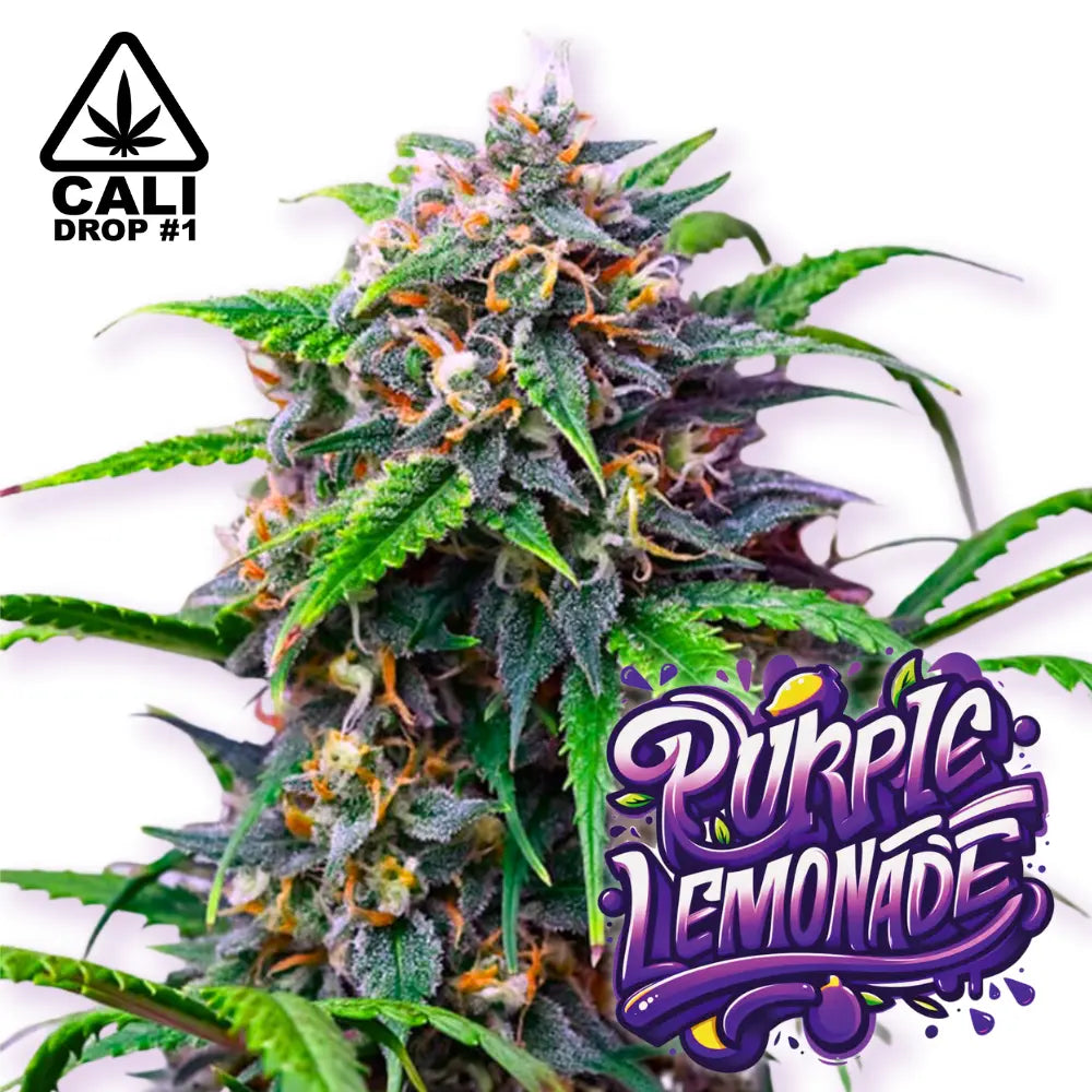 Baba Seeds | Purple Lemonade Auto