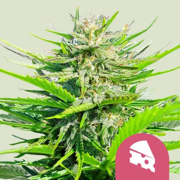 Royal Queen Seeds I Royal Cheese Fast