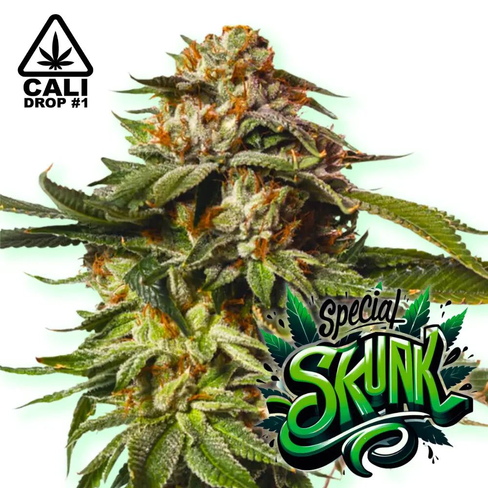 Baba Seeds | Special Skunk Auto