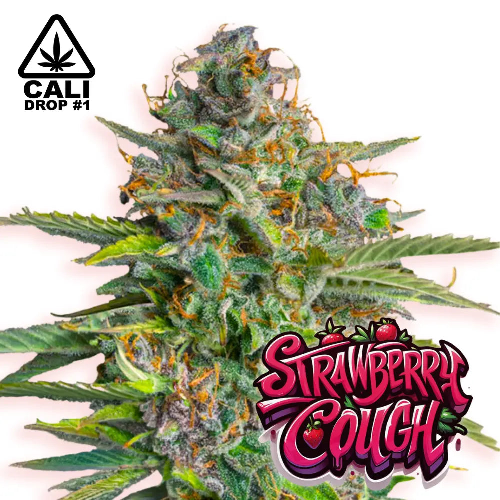 Baba Seeds | Strawberry Cough