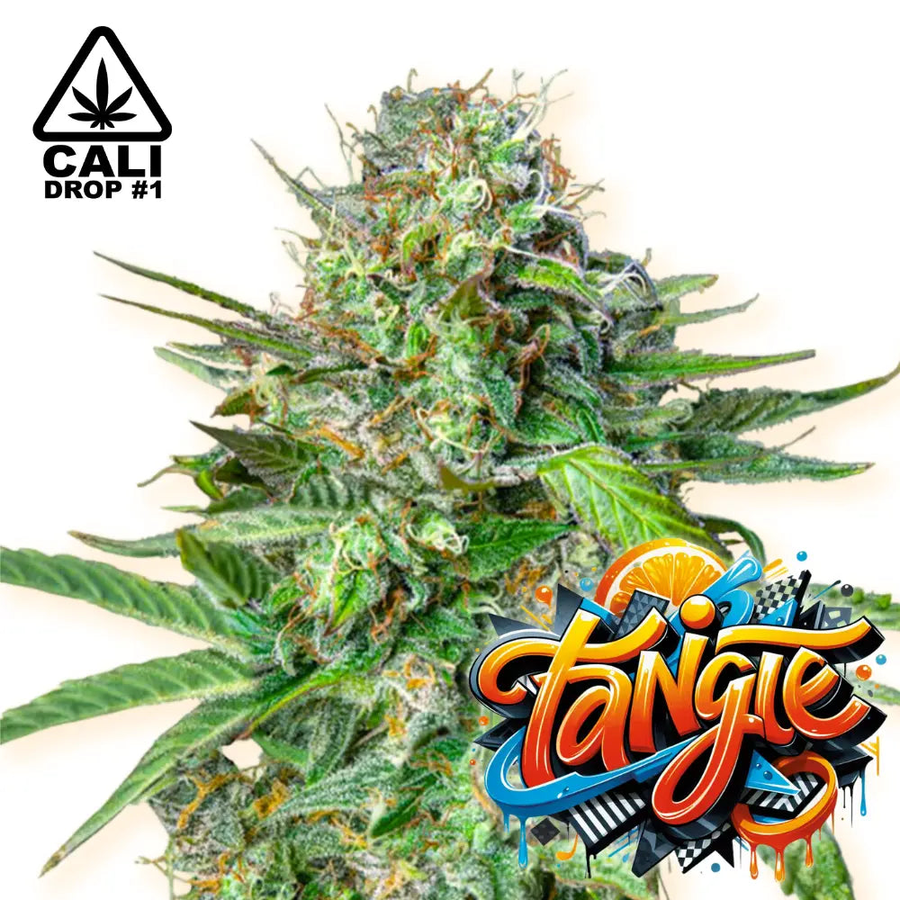 Baba Seeds | Tangie
